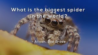 What is the biggest spider in the world [upl. by Bucella]