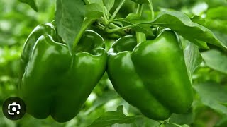 GREEN PEPPER 🫑 FARMING IN Uganda MUKASA JOSEPH UG [upl. by Asi]