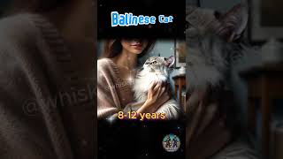 Balinese CAT cute cat kitten funny ai [upl. by Cristoforo]