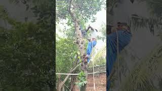 Sabarinathan tree cutter pattukkottai 8072635013 tree cutter service Tamilnadu [upl. by Yendahc]