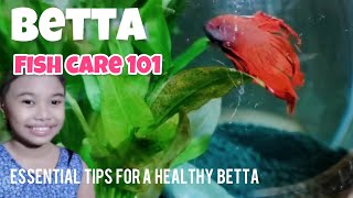 Betta Fish Care 101 Essential Tips for a Happy Healthy Betta [upl. by Aronek929]