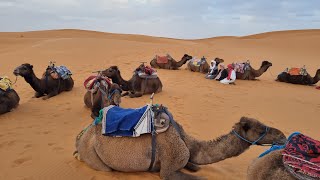 SACANDO LECHE A LOS CAMELLOS MERZOUGA 🐫🐪🐫 [upl. by Therine]