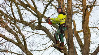 Storm Damaged Oak Removal  Mike Curwen POV FULL Job [upl. by Metzgar]