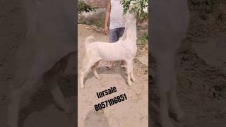 Hansa male full white body top quality gulzar look goats domesticanimals goatfarm rkgoats [upl. by Allemahs]