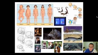 Evolution of Genes Part 3  Changes in Developmental amp Segmentation Genes [upl. by Vookles]