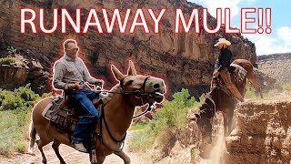 Packing Mules Gone Wrong Rattlesnake Pack Trip Part 1 [upl. by Anirtik]