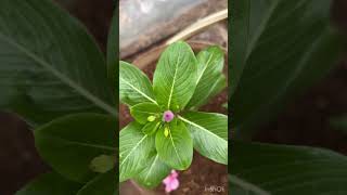 Catharanthus flowerflower is bloomingrooftop garden youtubeshorts [upl. by Anailuig875]