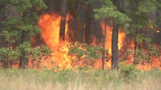 Wildfire near Atco Dragway spreads to 1200 acres is 40 contained NJ Forest Fire Service [upl. by Olsson]