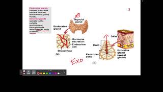 CH13 1 Endocrine vs Exocrine [upl. by Arsi340]