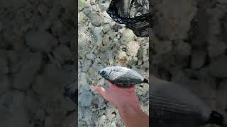 Saddled seabream release [upl. by Anaher]