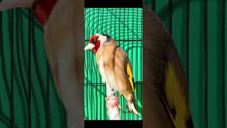 Jilguero campero reclamó cantando fuerte  Goldfinch bird singing powerful for training songs [upl. by Anrehs]