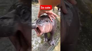 Baby hippo Moo Deng is so cute [upl. by Adnov]