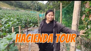 I tour ko kayo sa aking Hacienda ng eggplant [upl. by Je]