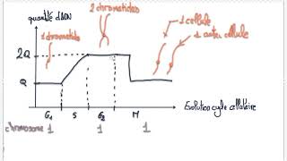 Capsule 10 complément évolution quantité dADN cycle cellulaire 2018 [upl. by Adeirf]