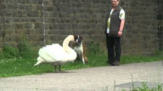 Schwan und Hund [upl. by Awahsoj]