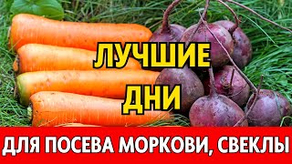 Когда сеять морковь свеклу редис весной 2024 по лунному календарю Лунный посевной календарь 2024 [upl. by Atiuqahc]