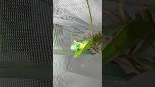 Giant Asian Praying Mantis Hierodula Venosa Singapore [upl. by Atse439]