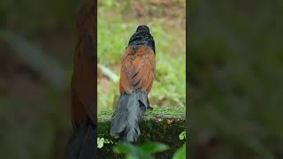 The Greater Coucal Bird A Sound Youll Never Forget Shorts birdsounds [upl. by Willett697]