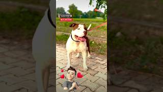 Pitbull dog dog lover 😍 dog ke sath videotrending viralvideo video hindi hindisong [upl. by Edgar842]