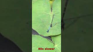 Azure Damselfly mating and flying [upl. by Akenit]