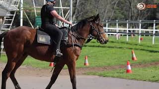 Merchant Navy x Patronyme Colt Finishing PreTraining [upl. by Bennink]