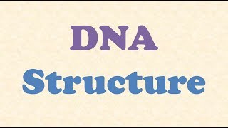 DNA Structure [upl. by Akiehsal193]