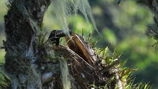 Aracari Tucancillo de collar [upl. by Coco]