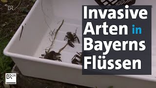 Invasive Arten in Flüssen Heimische Fische und Krebse sterben aus  Abendschau  BR24 [upl. by Urissa623]