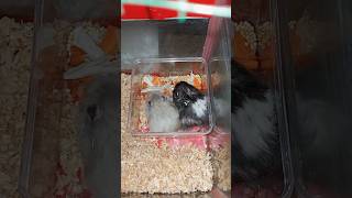 Hamster Syrian longhair makan shorts hamstersyrian hamsterlucu gemoy [upl. by Rezal]