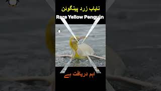 Amazing Animal  Rare Yellow Penguin [upl. by Chao]