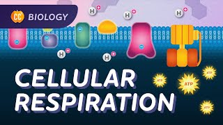 Cellular Respiration Do Cells Breathe Crash Course Biology 27 [upl. by Arutek]