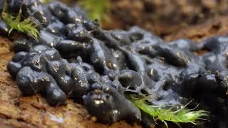 Plasmodium slime mold timelapses [upl. by Ynnel577]