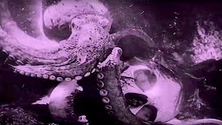 LA PIEUVRE  The Octopus  1928 Jean Painlevé  English and German subtitles HD [upl. by Suhail303]