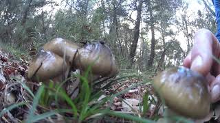 Champignon comestible  Lhygrophore limace ou baveux [upl. by Laenaj28]