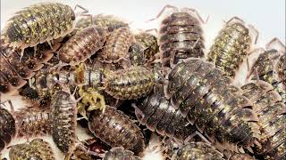 Porcellio flavomarginatus Kreta [upl. by Ferree13]