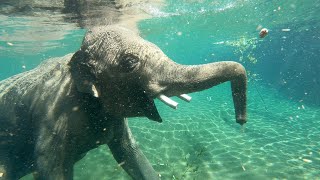 To Be An Elephant Frolicking In A Pool [upl. by Hannavahs]