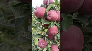 Jeromine Apple 🤩🤩  One of the Top Variety In Kashmir  SN [upl. by Seton]