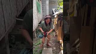 Mabisang gamot na manok na pula fyp [upl. by Trinidad]