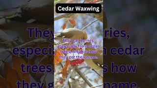 Bird Fun Facts  Cedar Waxwing cedarwaxwing birds birdwatching [upl. by Arnelle]