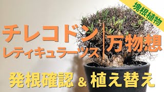 チレコドン・万物想の発根確認と植え替え Tylecodon reticulatus [upl. by Brubaker]