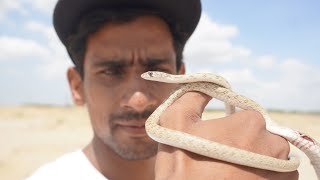 Spotted Desert Racer Snake [upl. by Enirod594]