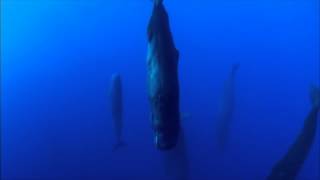 Sperm Whales Sleeping  Discovery Ch Magic of the Blue [upl. by Shaffer961]