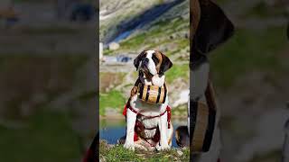 Saint Bernards Keg Debunking the Whiskey Myth [upl. by Eigla]