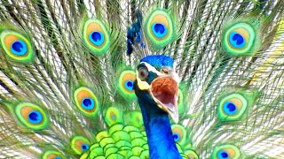 Peacock sounds with no music  Best Birds 4k sound  HQ pictures of peacock amp sound [upl. by Irihs202]