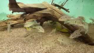 Geophagus sp quotTapajos Red Headquot 710 cm [upl. by Eendyc783]