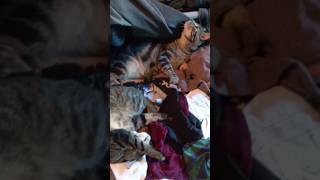 kitten risks his life to sleep next to his mama  laundryday cute cat sleeping motherandson [upl. by Oilisab]