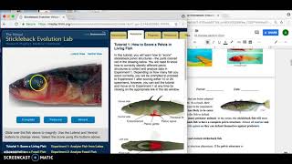 Modified Stickleback Evolution Lab [upl. by Ikik704]