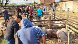 SUÃNOS DE 150 REAIS EM CARUARU PE ALÃ‰M DE CAPRINOS E OVINOS 22102024 nordeste [upl. by Stroud]