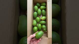 Aravaipa Avocado seconds 15 per box [upl. by Anawt]