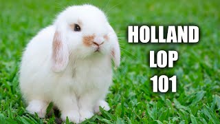 Holland Lop Behavior The Truth About Holland Lop Rabbits [upl. by Zeuqram603]